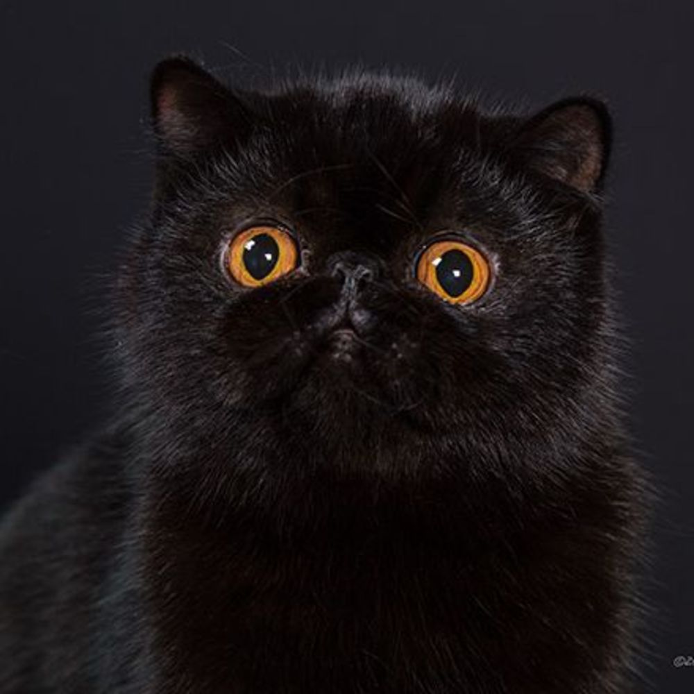 Meet your Posher, Vannies